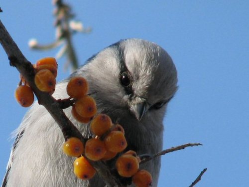 ainawgsd: The azure tit (Cyanistes cyanus) is a passerine bird in the tit family Paridae. It is a wi