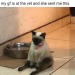 Sex cat-memes-only: Mood.  pictures