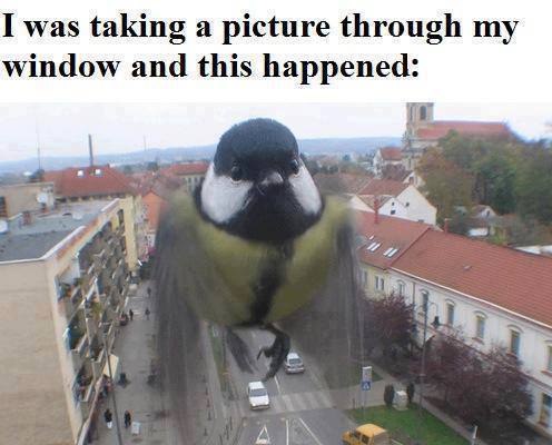parrot-dise:  Oh. My. God. 