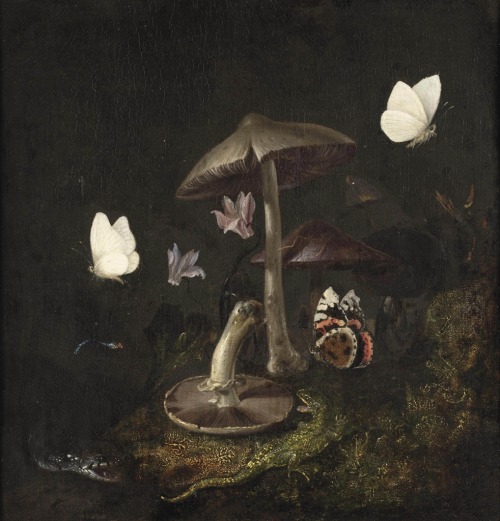 the-cinder-fields:Otto Marseus van Schrieck, A ‘sotto bosco’ with mushrooms, butterflies, a dragonfl
