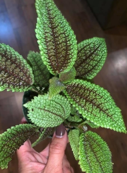 Pilea mollis