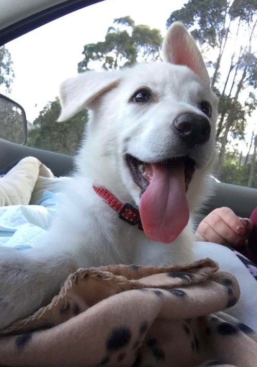 Puppies to the Rescue!
