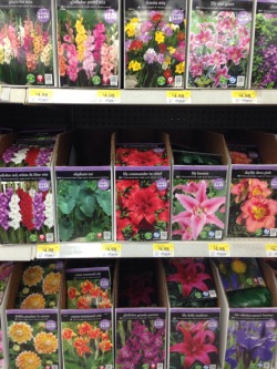 starskido:  my day at the flower section