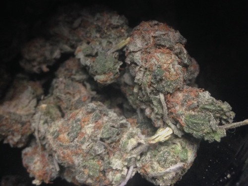 weedporndaily:  blacknuggett:Gorilla glue in the jar  Want