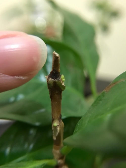 10.13.17 - Progression photos of my coffee plant changing after it was moved from a dark home to a m