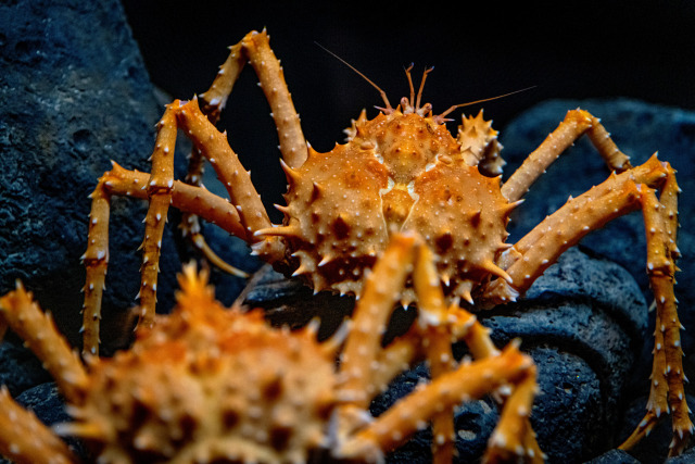 A California king crab approaches another California king crab from behind. The crabs are orange, covered with spikes and have long legs. The two crabs are crawling across a dark, rocky substrate.