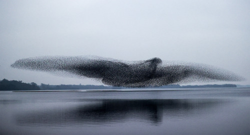 misterlemonzafterlife:  obscureoldguy:itscolossal:Countless Starlings Flock Together in a Miraculous Bird-Shaped Murmuration Over Lough Ennell   Holons in flight!  https://MisterLemonzAfterlife.tumblr.com/archive