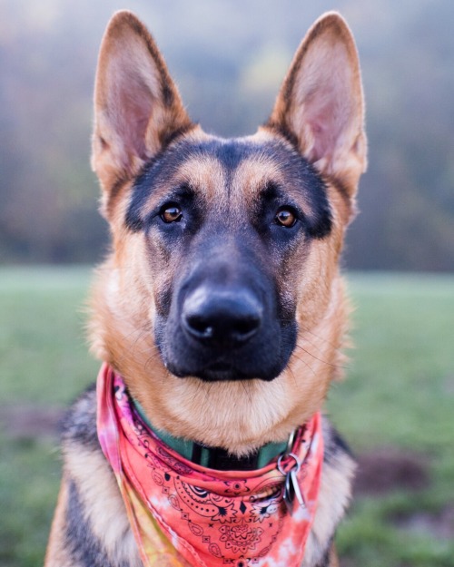 thedogist:Jeffrey, German Shepherd (1 y/o), Gabriel Park, Portland, OR • “He’s proving me a liar, bu