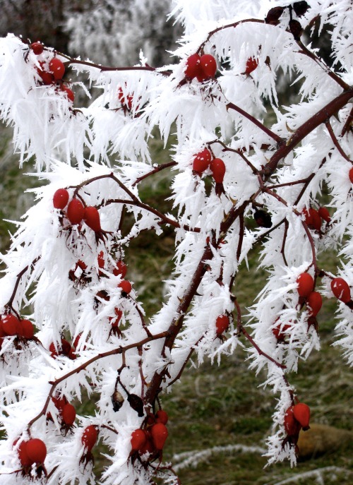 Frosted Rose Hips