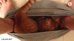 frenchpatrick:  frenchpatrick CATS AND DOGS 