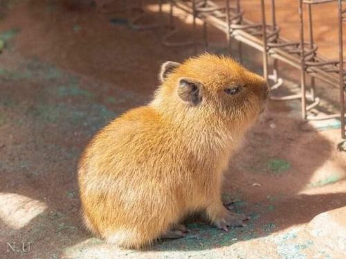 Follow @important-animal-images For More Wholesome Animals! 