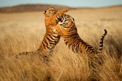 llbwwb:  (via 500px / Playing Tiger Cubs in Tiger canyon by Luc Van der Biest)