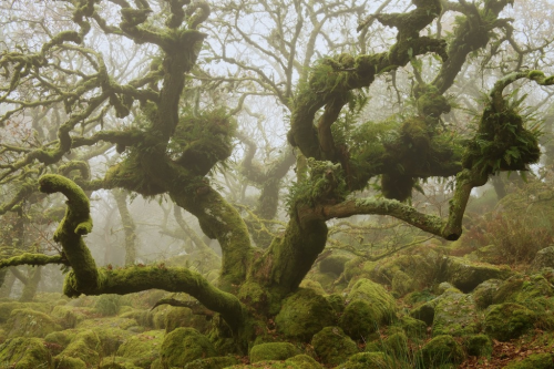 nubbsgalore:the ancient oak forest of wistmans wood in dartmoor  (x, x, x)