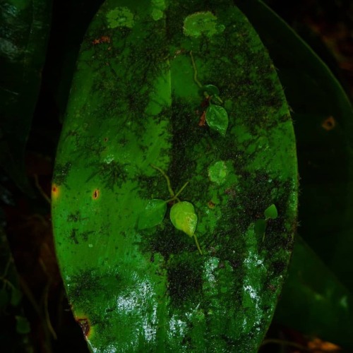 Plants on plants on plants in the lowland tropics of Central America.  #plants #aroids #CostaRica #b