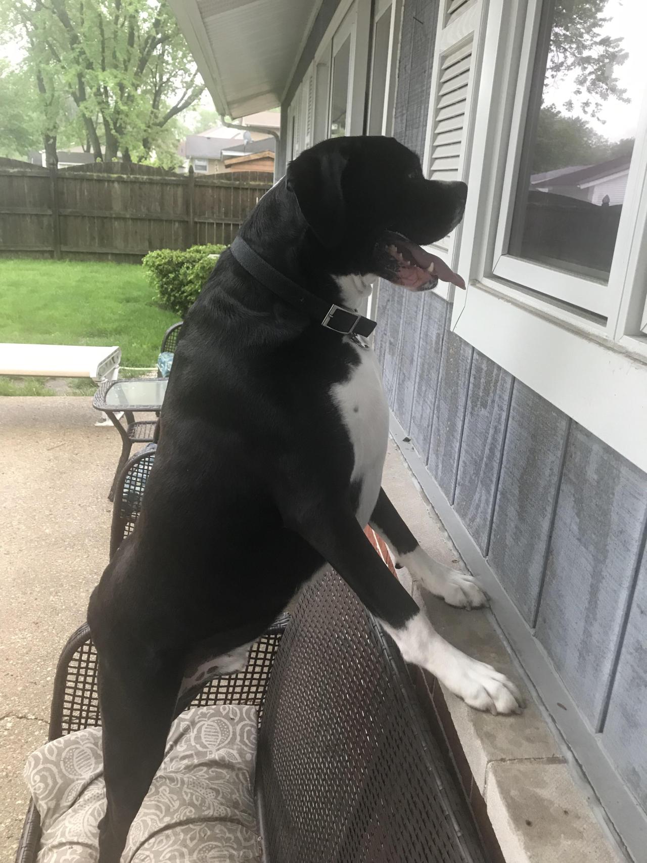 This is Thor. He likes to go outside just to look back inside.