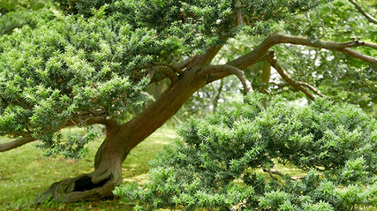 Twisted trees include japanese black pine