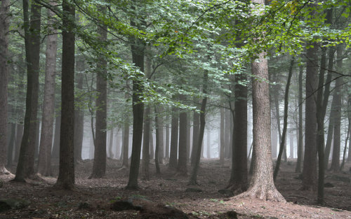 Beech in the conifers by bingleyman2 on Flickr.