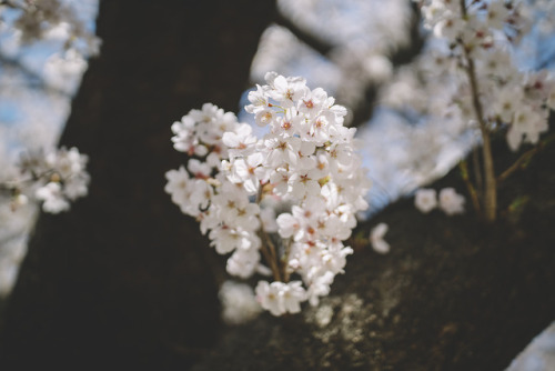 boohwanj:2019-03-31