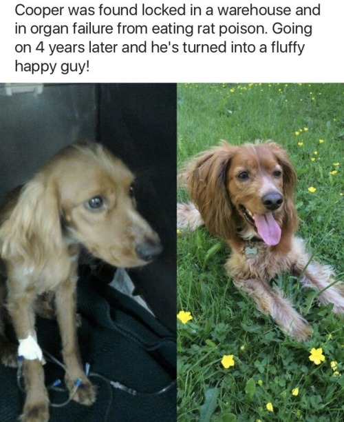 askher4: sheilikhal: monkeysaysficus: onyourleftbooob: Before vs After Adoption[source] Truthfully t