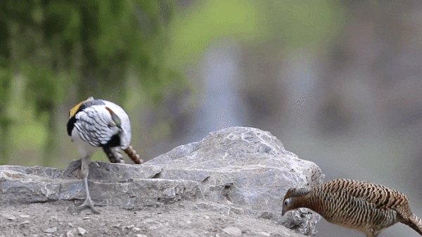 Courting Dance of Lady Amherst Pheasant, Hạnh Dung via Shunda Lee