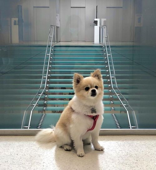 Made some new friends at #sydneyapplestore. . . #pomeranian #chihuahua #pomchi #dogsofinstagram #p