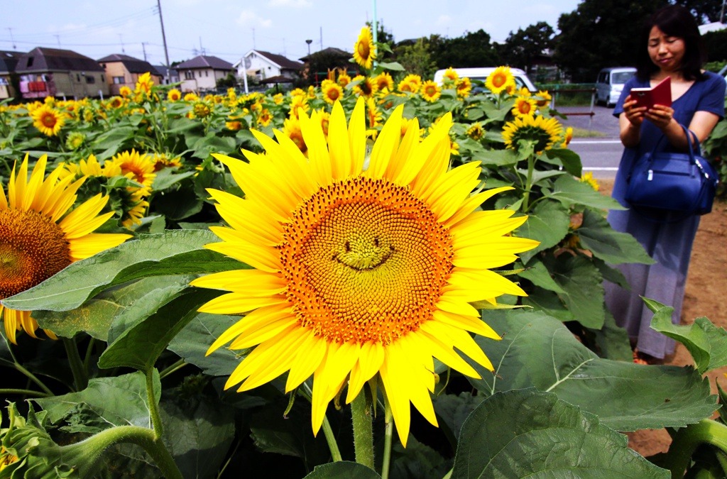 hapisan:  younger-than-the-soul:  cctvnews:  Smiling sunflowers greet visitors in
