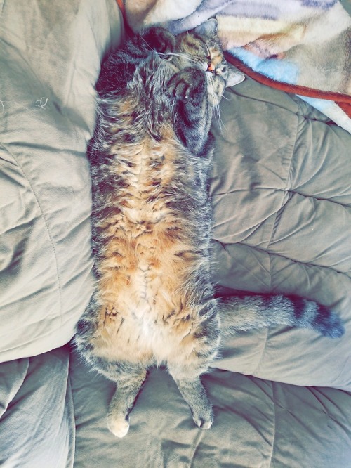 katstlevania: I love it when she sleeps on her back like this