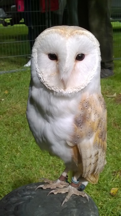 teambuteo:Diamond is a beautiful Barn Owl with the sweetest temperament I’ve seen. Very gentle and a