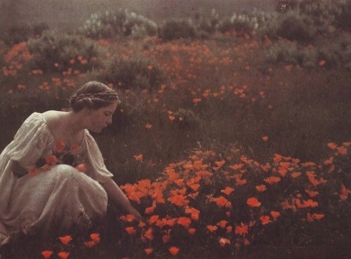  Arnold Genthe. Helen MacGowan Cooke picking California golden poppies in a field. 1906. via autocro