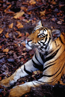 Eqiunox:  Bengal Tiger 3 By ~Catman-Suha