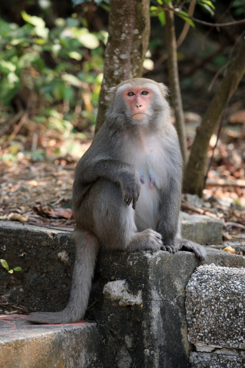macaque©wistine