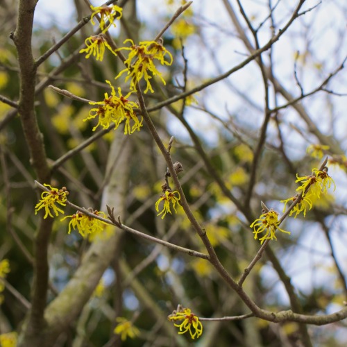 What&rsquo;s blooming today on the Glencairn grounds? Witch hazel is one of the earliest blooming sh
