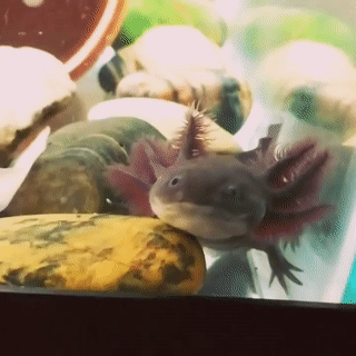 Snakes Stims Black And Wild Type Axolotls 1 2 3 4 5 6