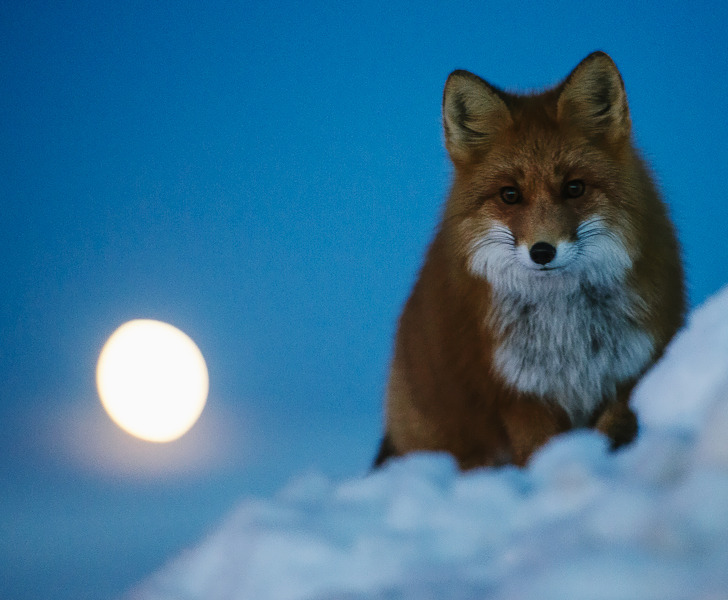 sci-universe:  Fox on the background of the rising Moon, captured by Ivan Kislov.