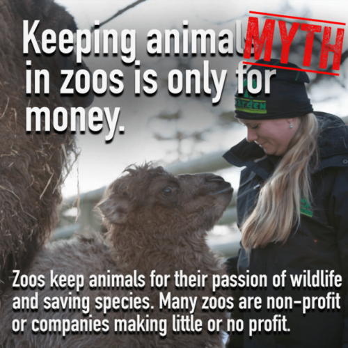 princessofharte: lovedrugsandfanfic:  coffeeandufos:  cephalopodvictorious:  useless-zoofacts: 6 zoo