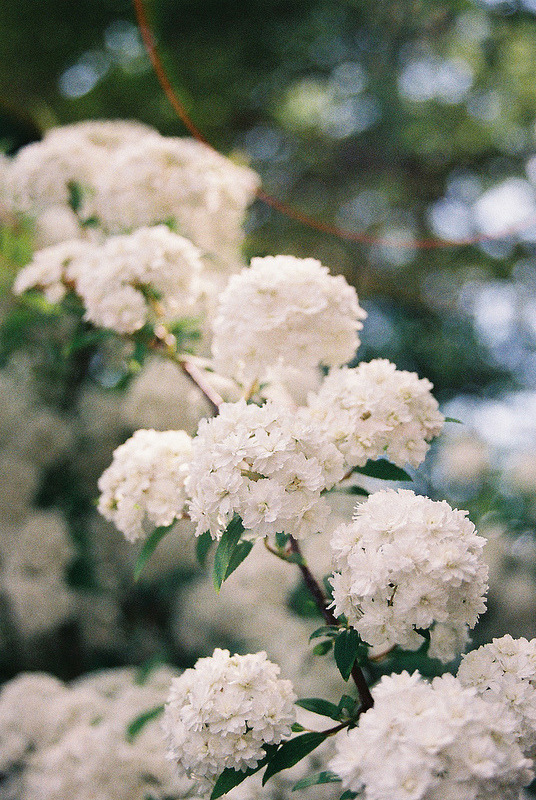 be-a-serial-killer:  unfairness:  vintage/nature blog  Vintage Paradise