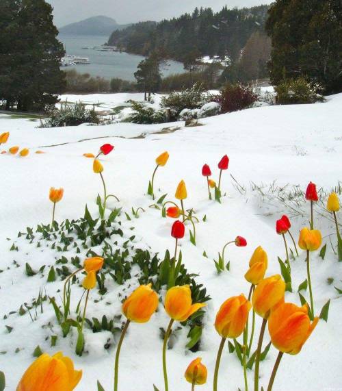 irisrainbowflower:Meanwhile in Romania… We have a beautiful spring this winter :)))