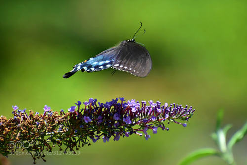 Black Swallowtail by Causetta Source: ift.tt/2Skki86