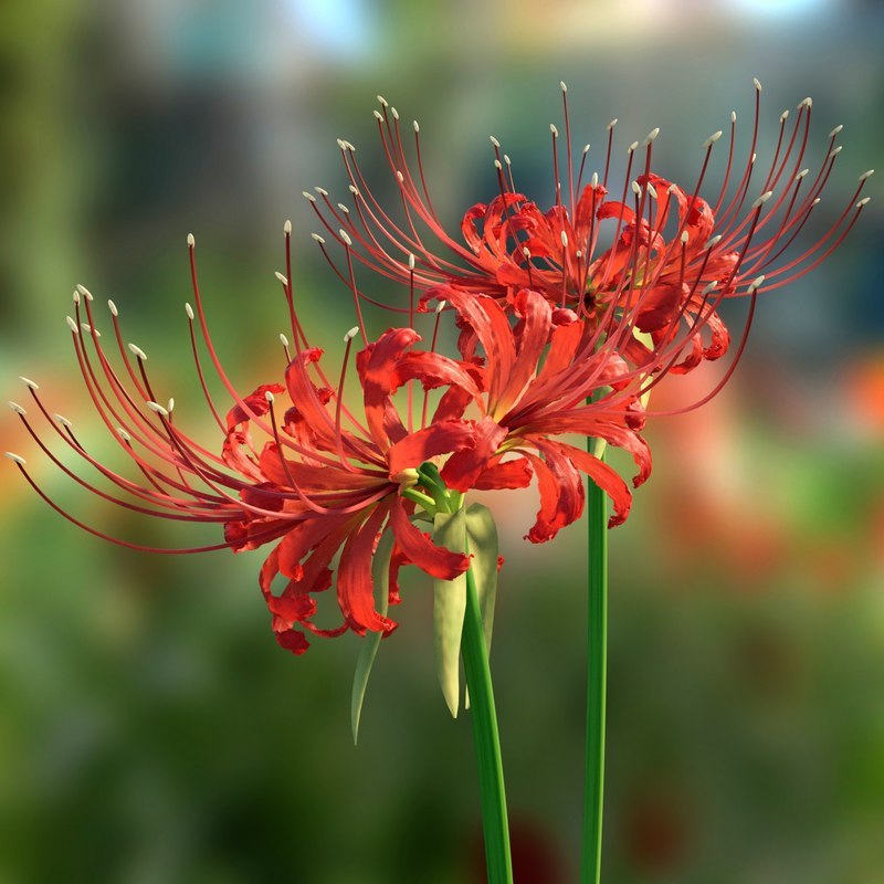 Spider Lily Flower Explore Tumblr Posts And Blogs Tumgir Spider Lily Flower Explore Tumblr Posts And Blogs Tumgir