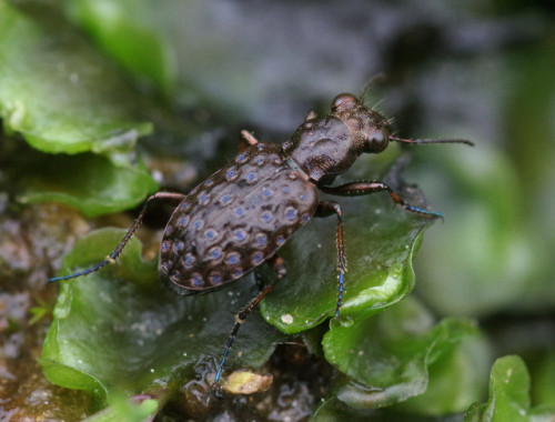 Alas, Elaphrus cupreus is just a little too small to have its marvellous blue ocelli admired by huma