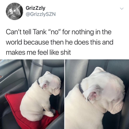 theanimalmemes:WHY DID YOU SAY NO TO TANK?!?Tw grizzlyszn