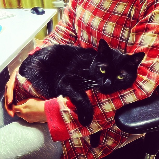 wanwanko:  甘えん坊ウル #cat #photocat #neko #猫 #ネコ #kuroneko #黒猫