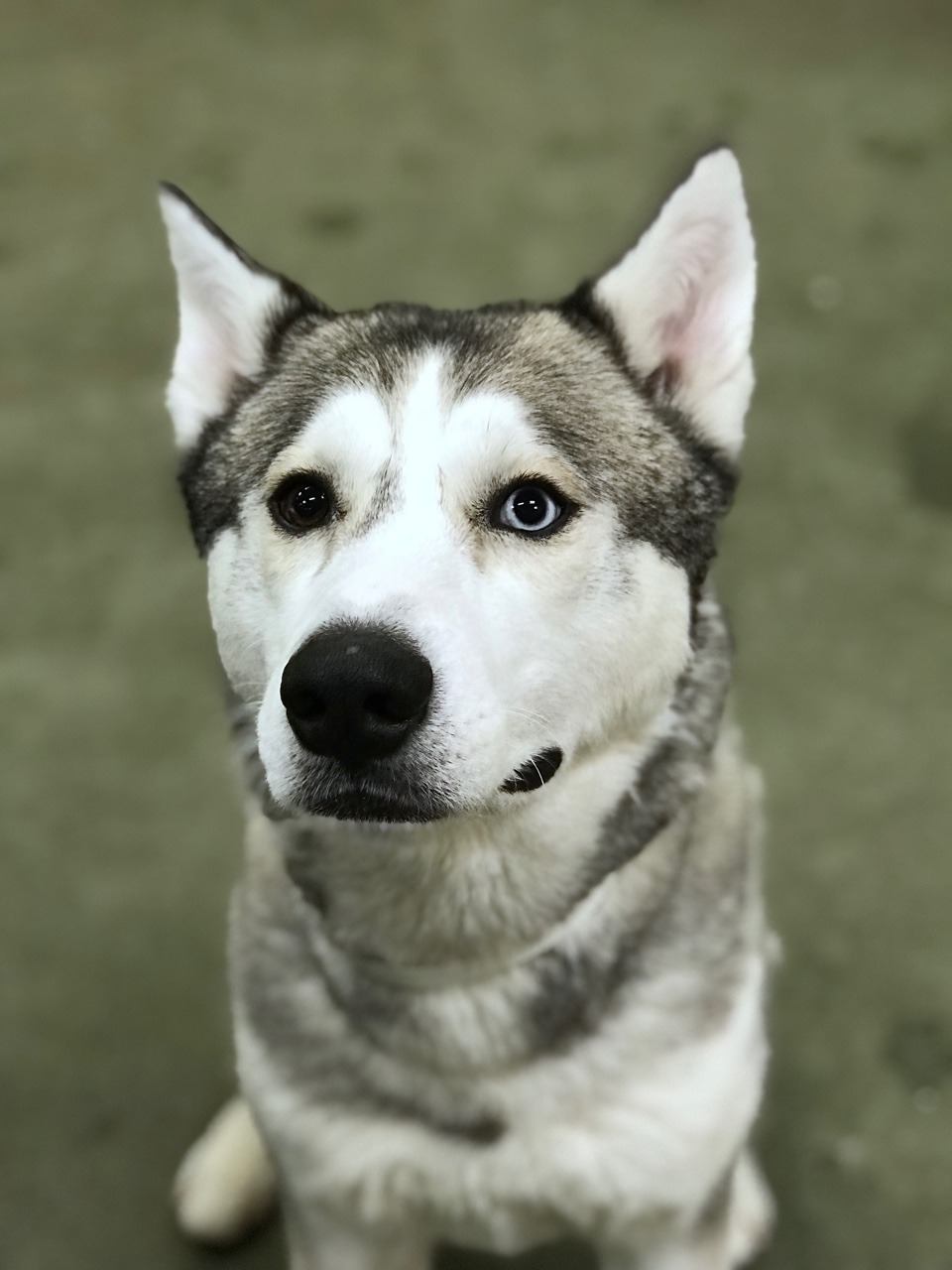 dogsatmyjob:Arno! I love this boy. Not only is he insanely handsome, but he’s a