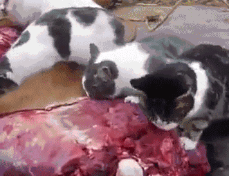 cutsycats:  Kitties enjoying a tasty treat!