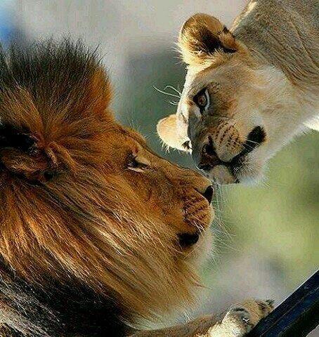 jollyrogers777:  The eyes speak… where the lips stammer…. 