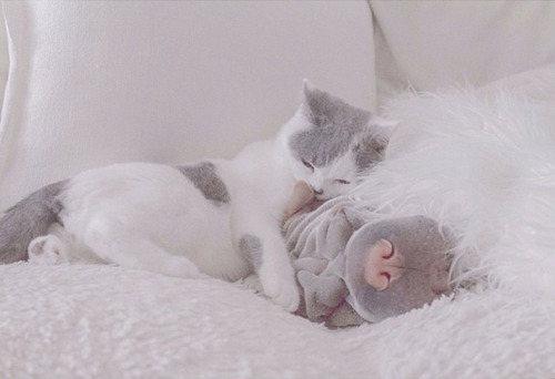 sic-transit-gavin:  strangevibezz:  boredpanda:    World’s Most Photogenic Shar Pei And His Cat Are The Best Friends Ever    I follow on Instagram  FUUUUUUUUUUUUCK 