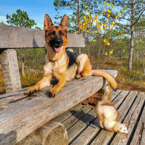 awesome-picz:   Meet Nova The German Shepherd porn pictures