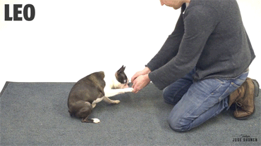 honky-tonk-badonk-adonk:  onlylolgifs:  Dogs React to Magic   The first one is all like “wait what it’s gone omg maybe it’s on the floor omg wait maybe I ate it already omg woah so exciting”