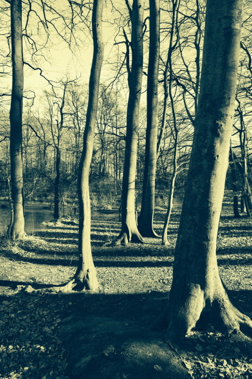 marcel-and-his-world:Bleak. Kahl.Edited shot of trees at the Baltic Sea, February 2016.