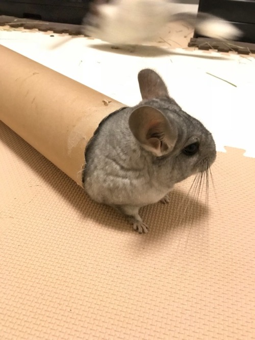chinchilla-lab:胴長娘